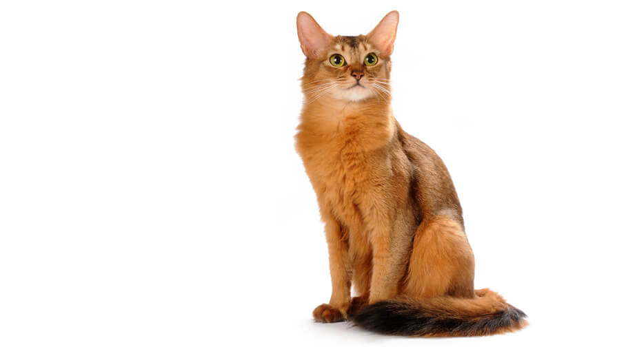 Somali-Katze: Rassebeschreibung | PURINA®